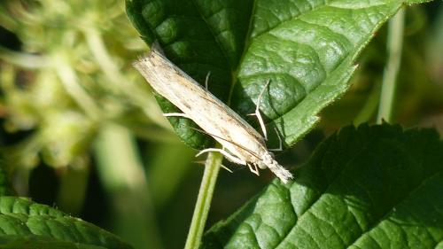 Réf. 190 738 : Agriphila inquinatella